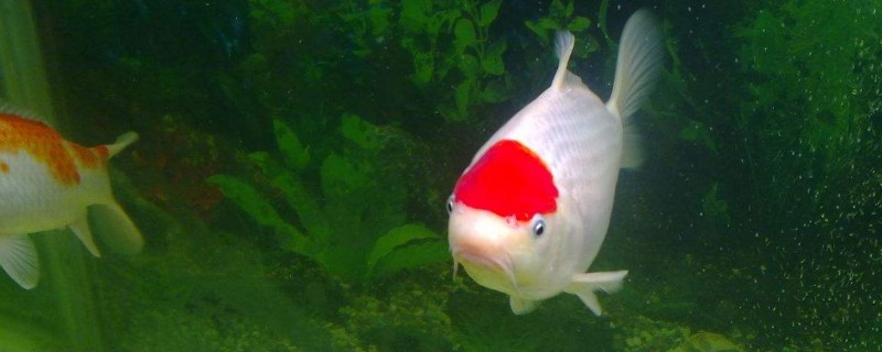 锦鲤的饲养方法